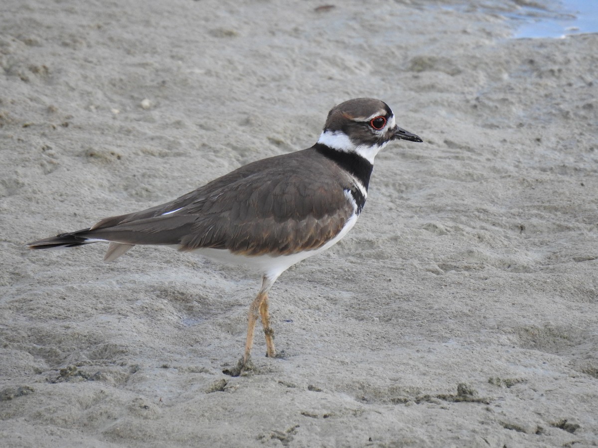 Killdeer - ML403437271