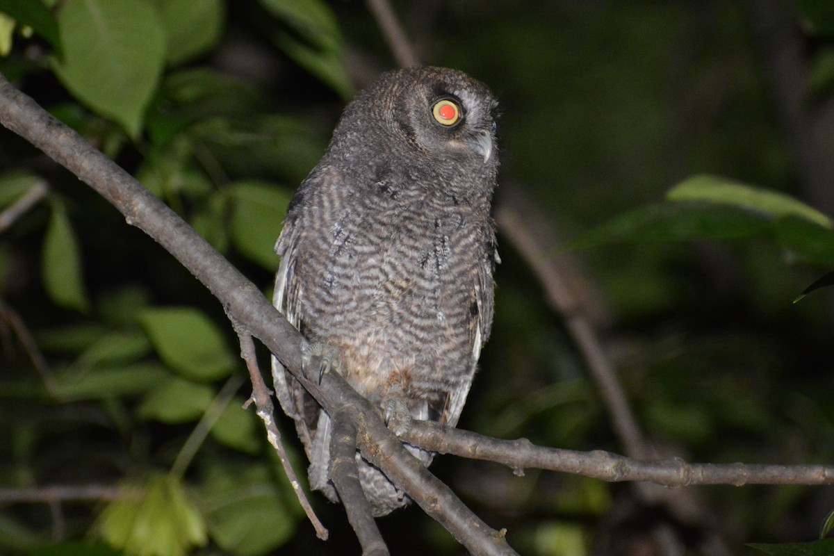 Tropical Screech-Owl - ML403437411