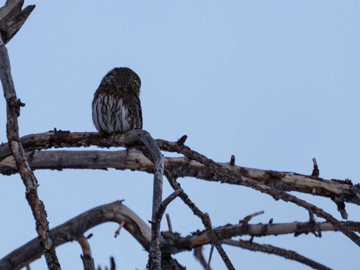 Northern Pygmy-Owl - ML403439821