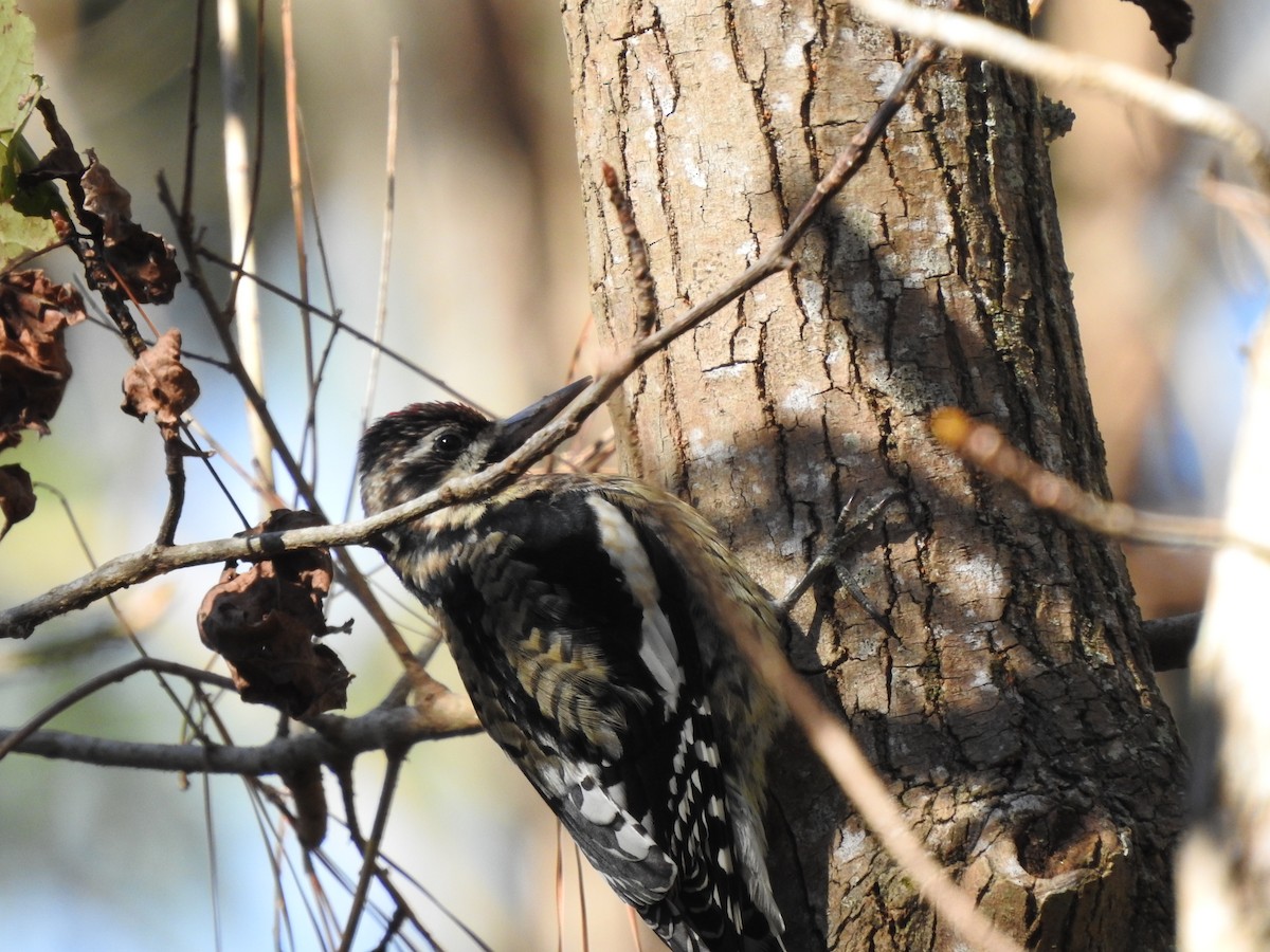 Yellow-bellied Sapsucker - ML403440931