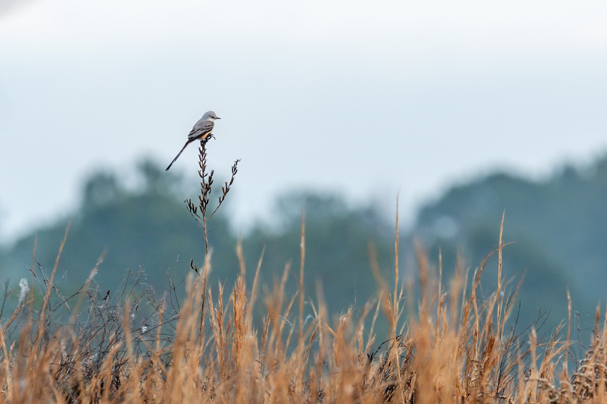 Scissor-tailed Flycatcher - ML403443441