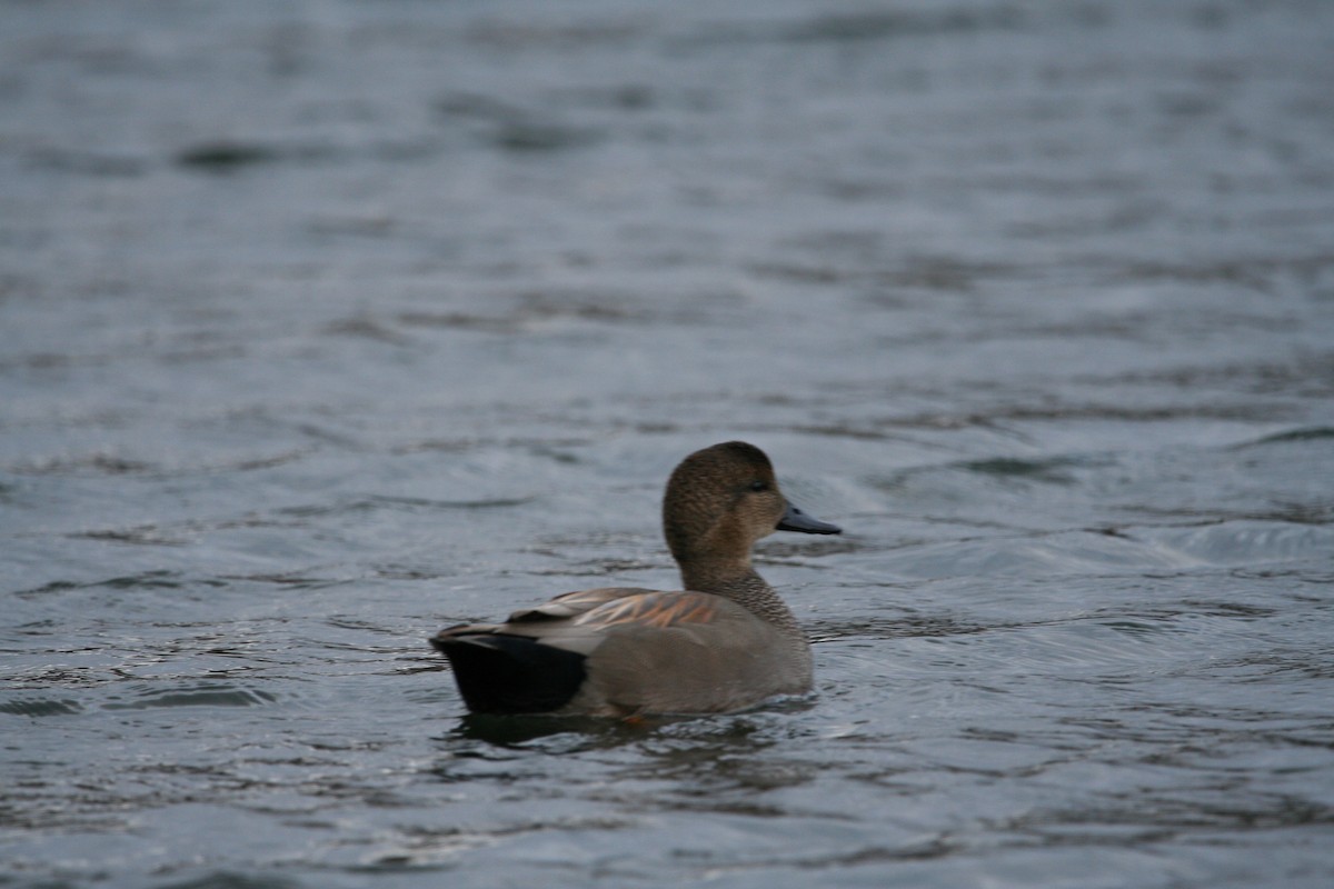 Gadwall - Adam Ross