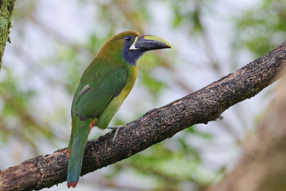 Northern Emerald-Toucanet - Carlos Sanchez