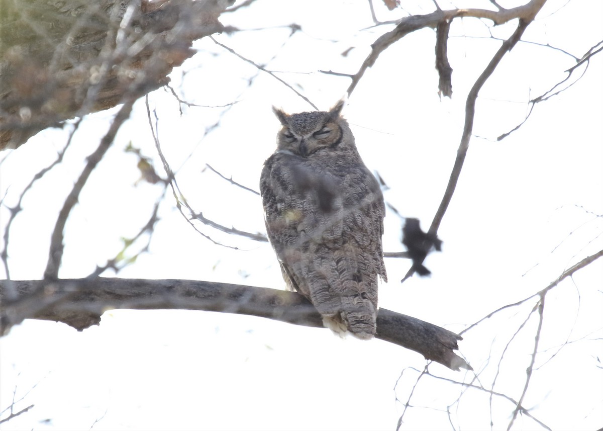 Great Horned Owl - Michael Collins