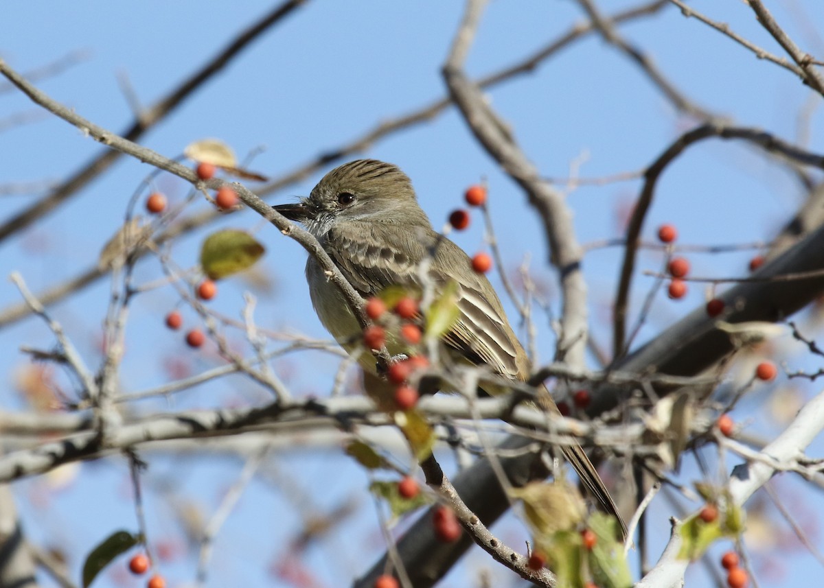 Ash-throated Flycatcher - ML403445271