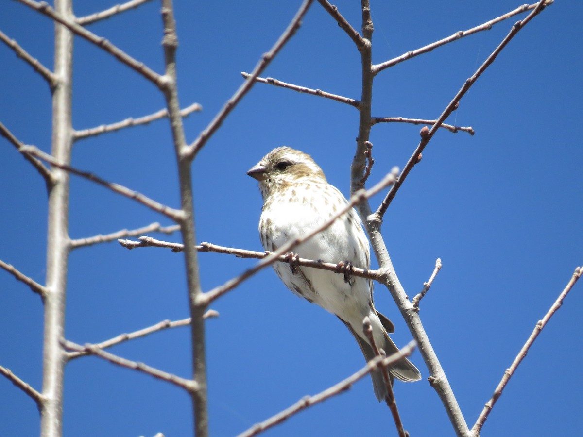 Purple Finch - ML40344651