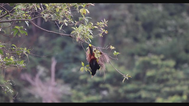 Crested Oropendola - ML403446841