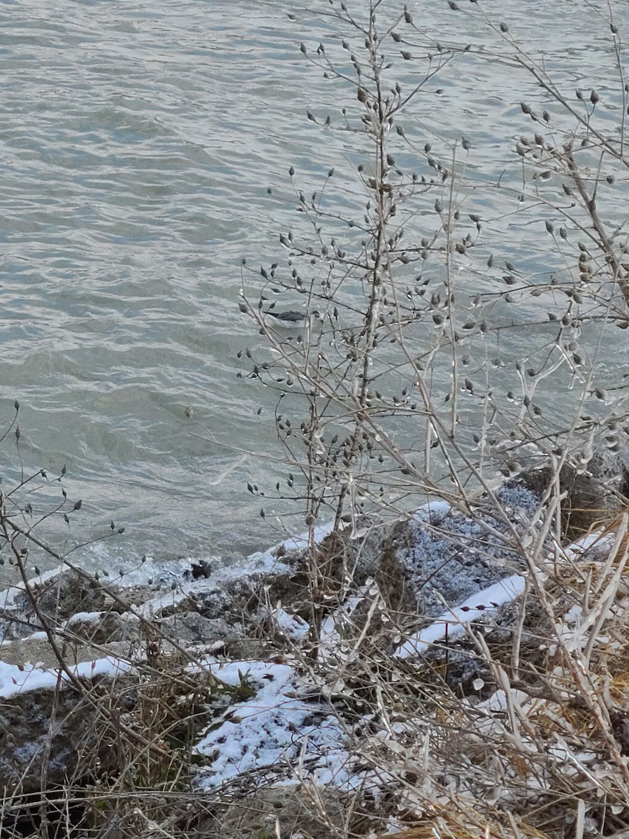 Red Phalarope - ML403447301