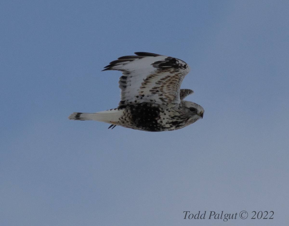 Rough-legged Hawk - ML403447571