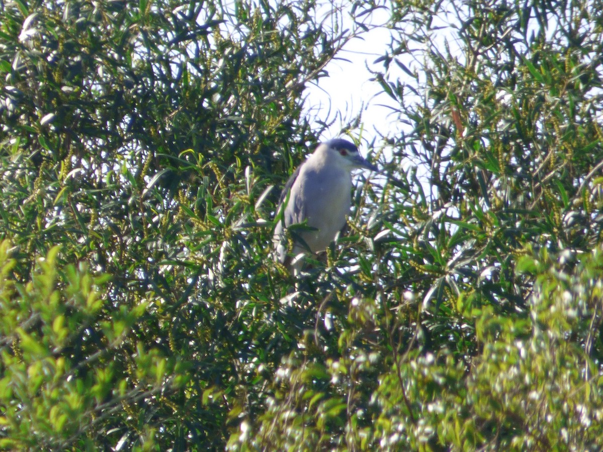 Black-crowned Night Heron - ML40344911