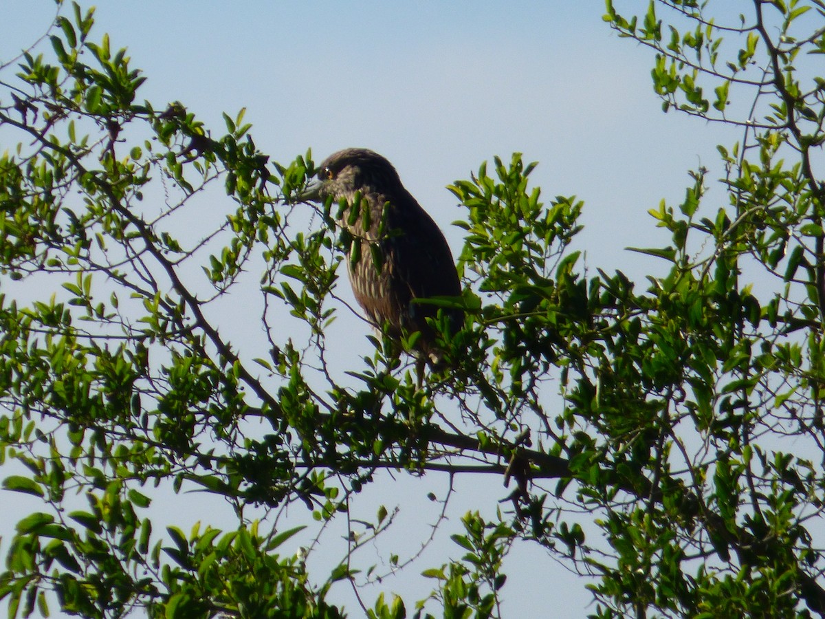 Black-crowned Night Heron - ML40344951