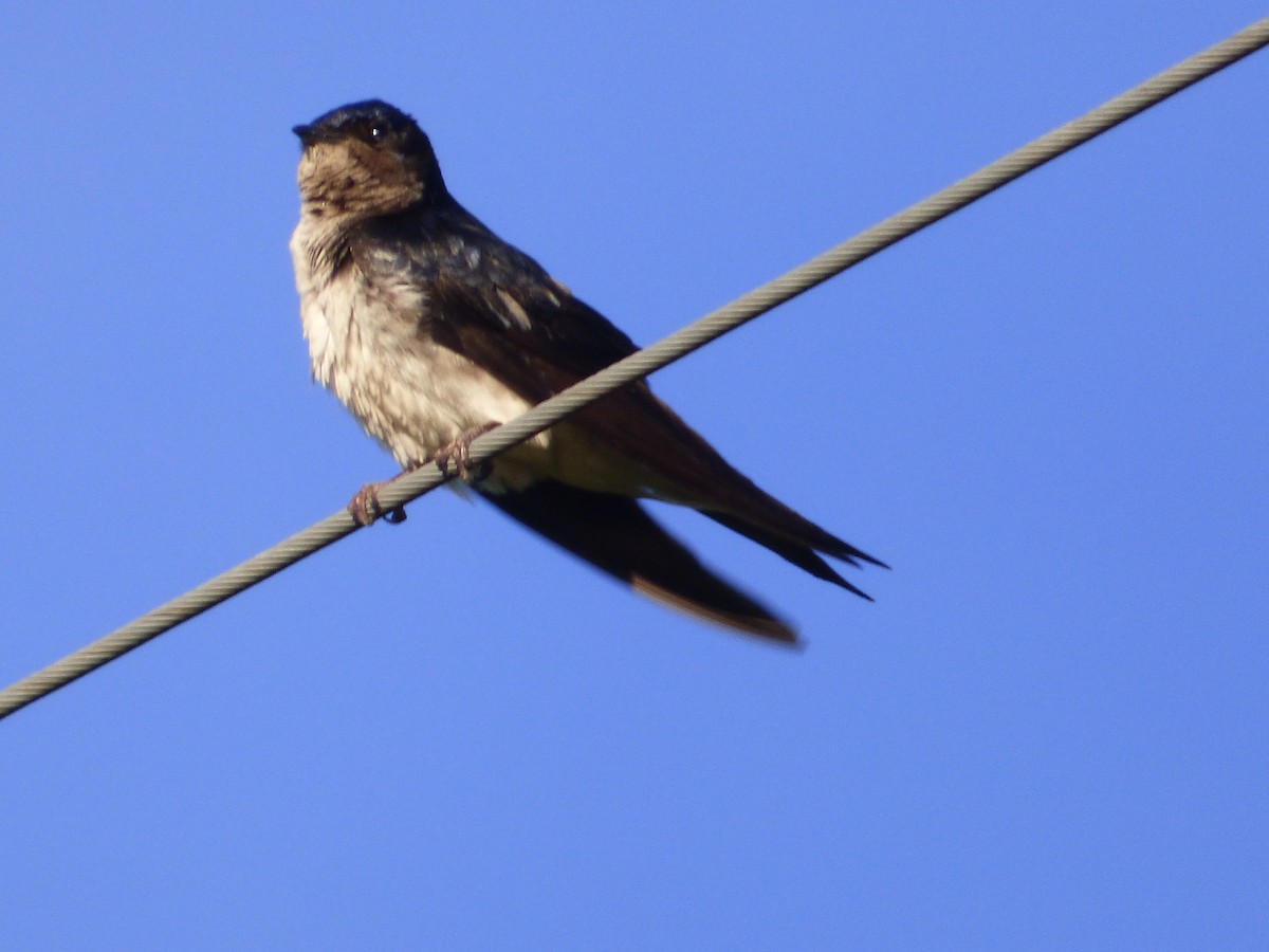 Golondrina Pechigrís - ML40345001