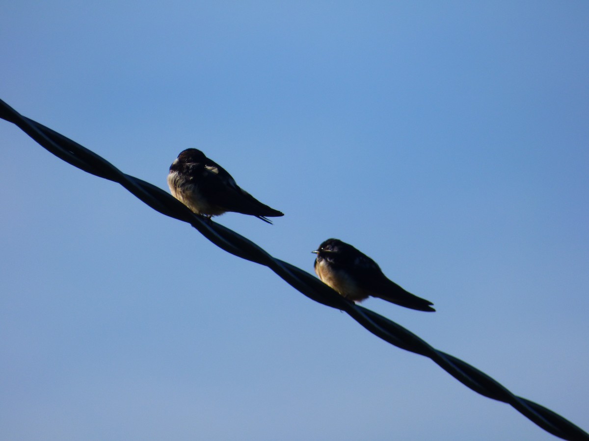 Barn Swallow - ML40345021