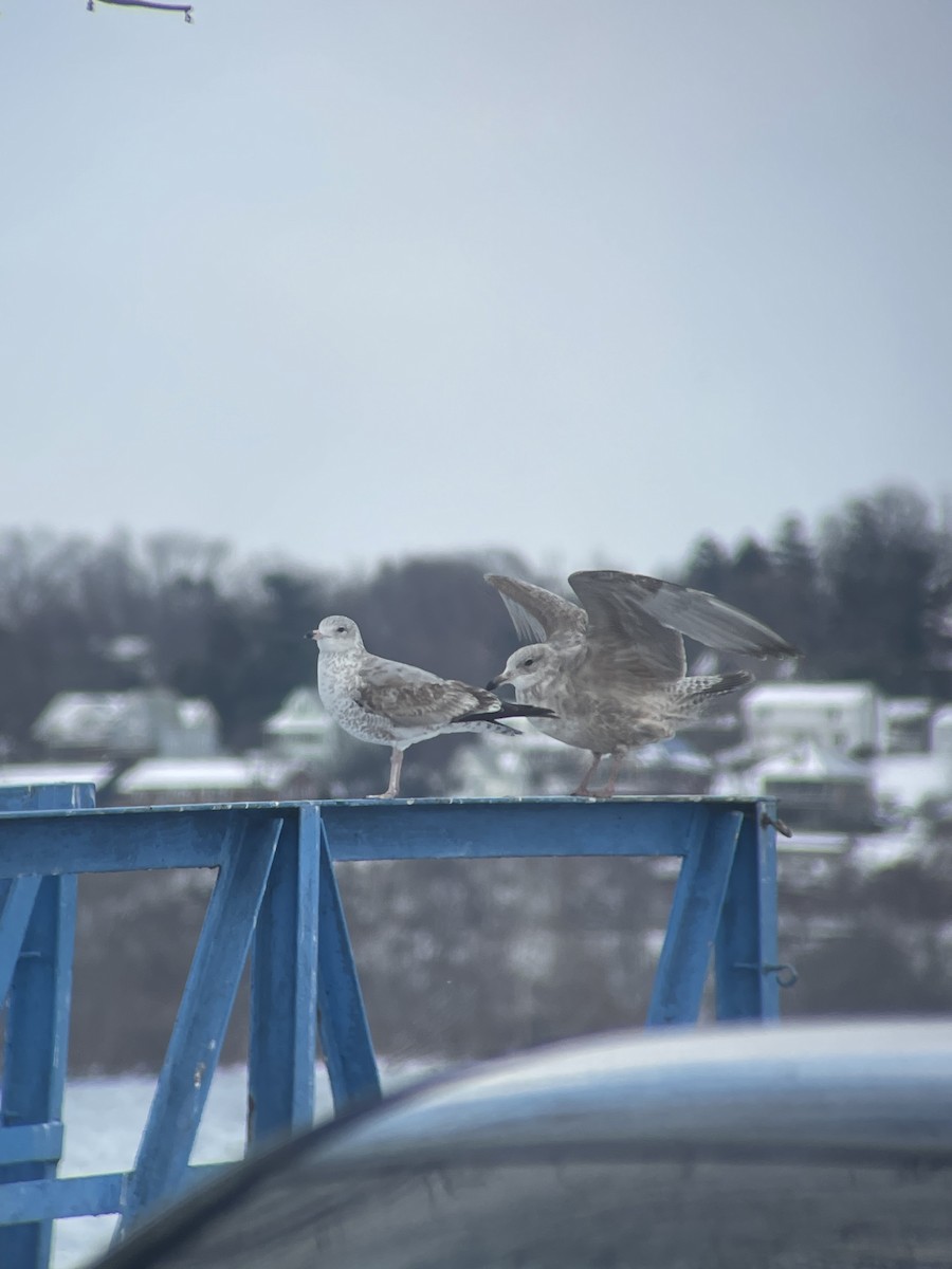 Ring-billed Gull - John Roosenberg