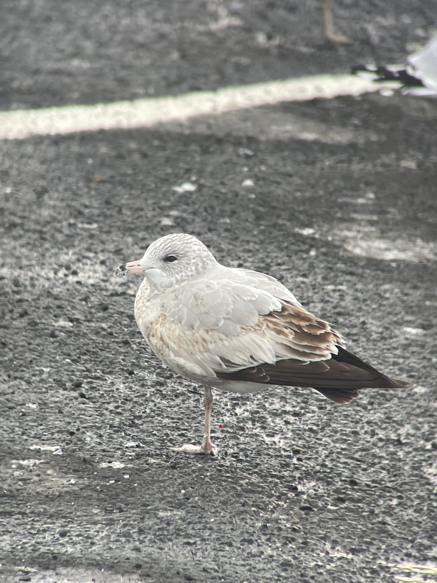 Ring-billed Gull - ML403450641