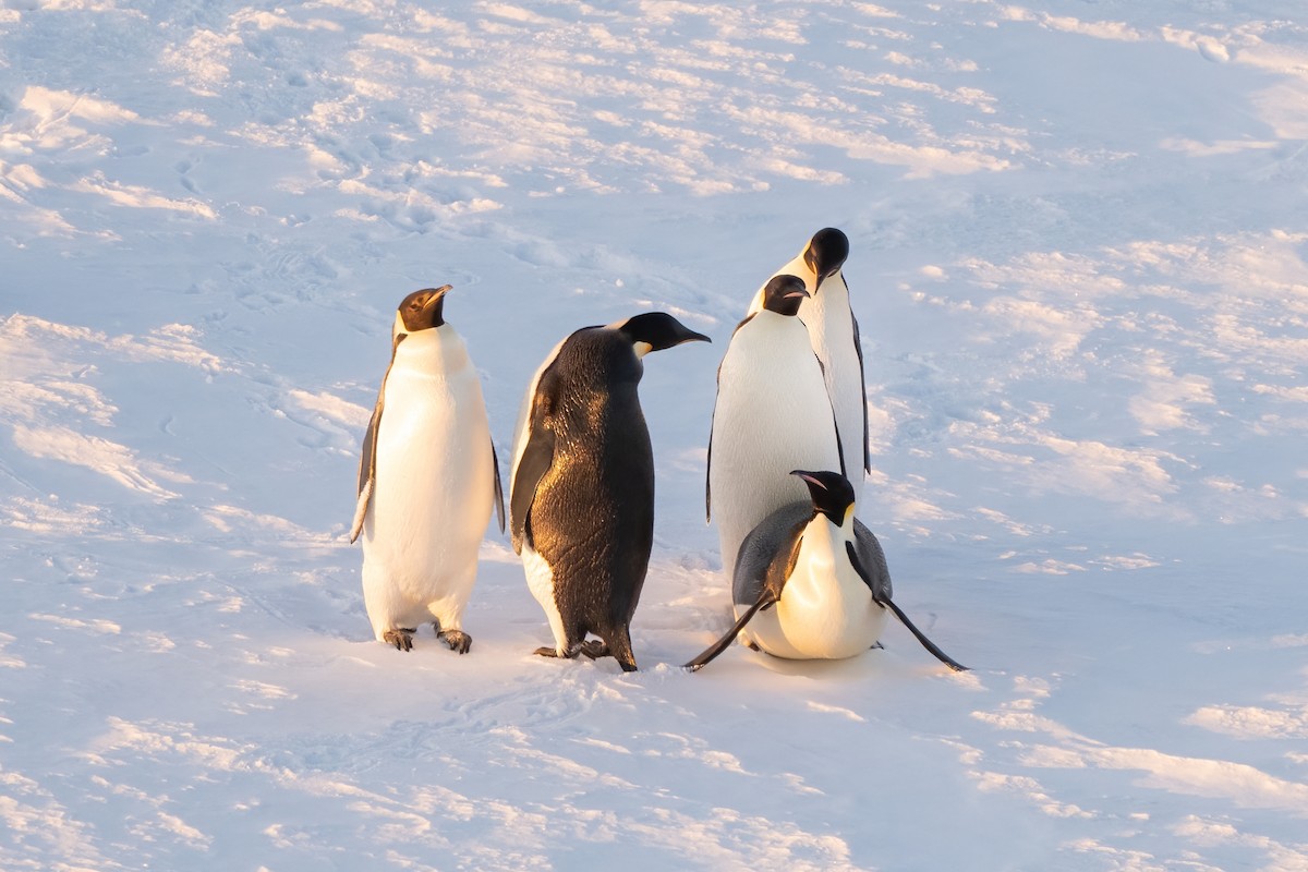 Emperor Penguin - ML403450701