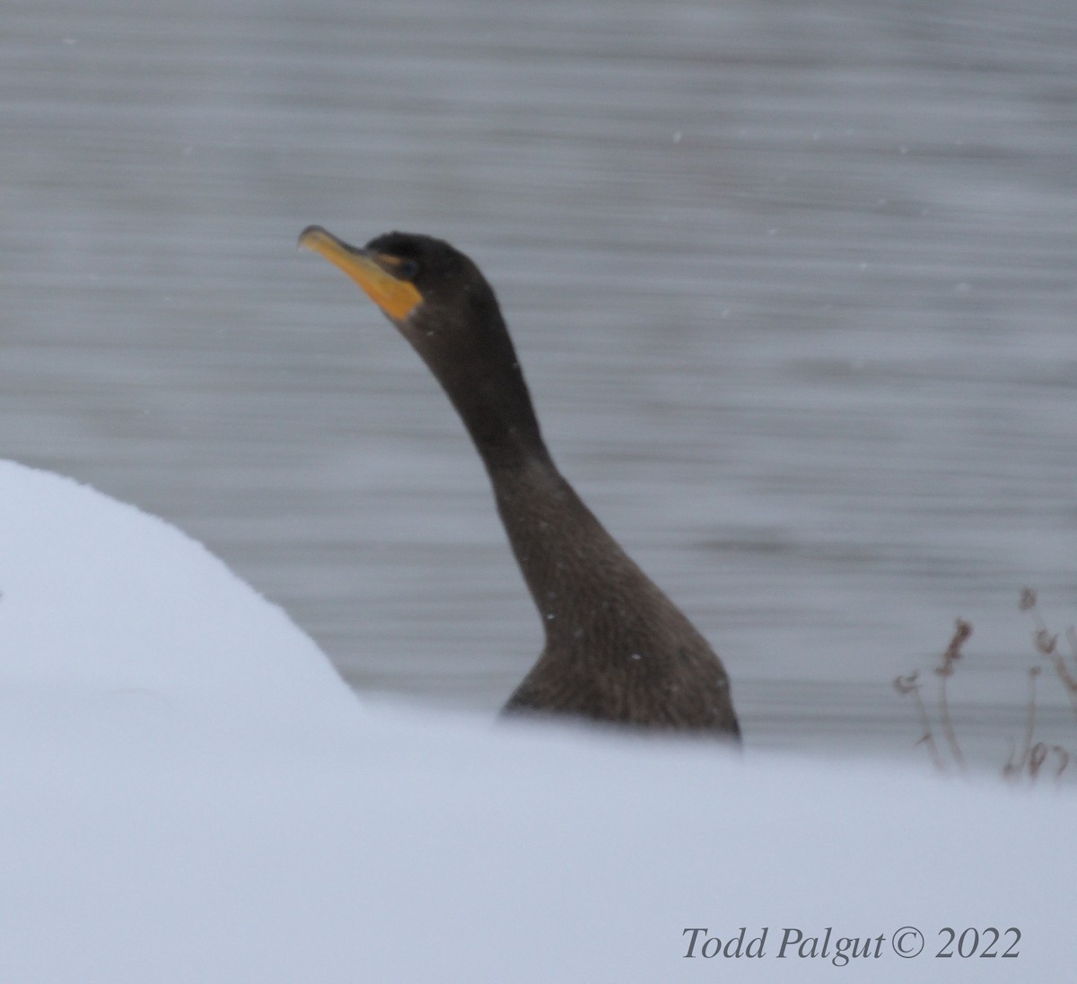 Double-crested Cormorant - ML403450971