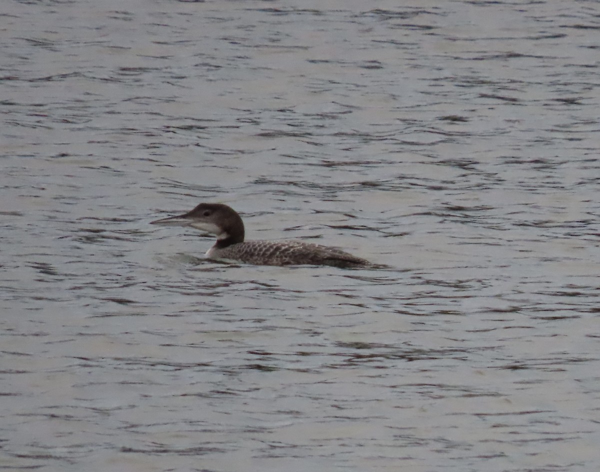 Common Loon - ML403453771