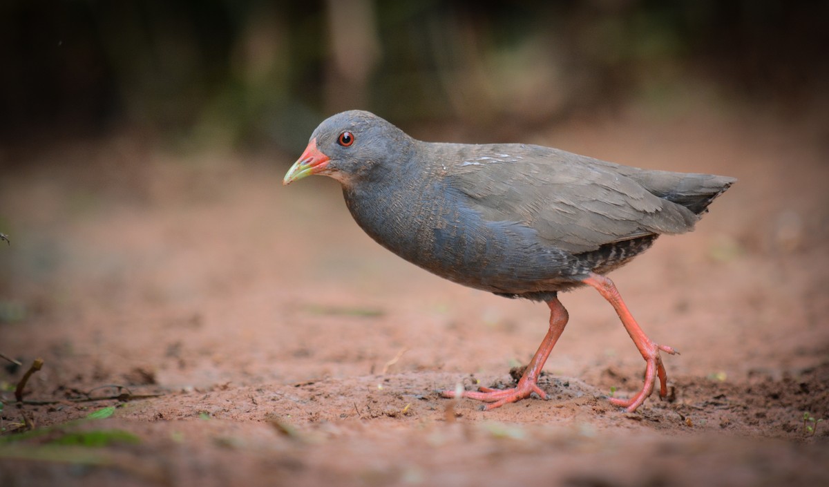 Paint-billed Crake - ML403454071