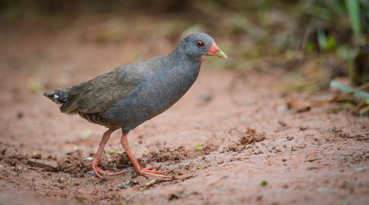 Paint-billed Crake - Afonso Carlos  Oliveira