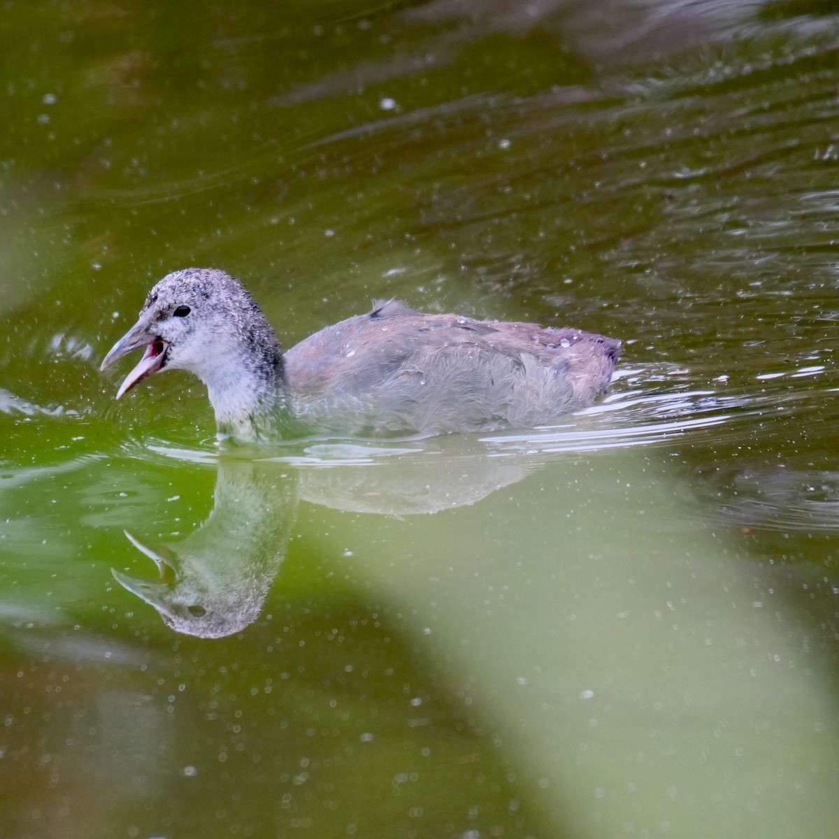 Eurasian Coot - ML403455341