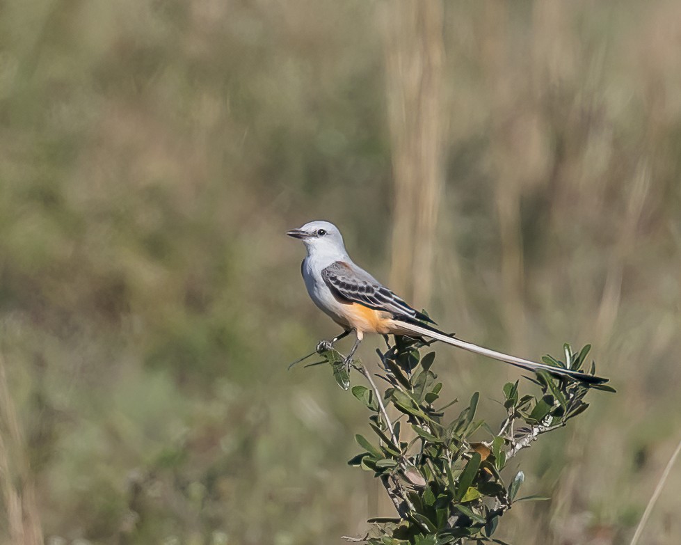 Scherenschwanz-Königstyrann - ML403457381