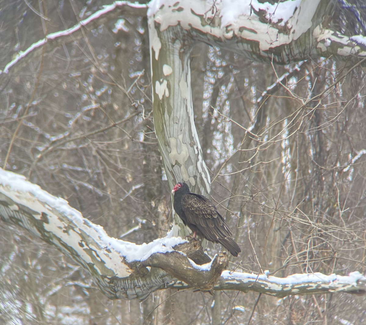 kondor krocanovitý - ML403458521