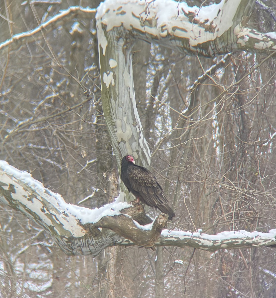 kondor krocanovitý - ML403458541