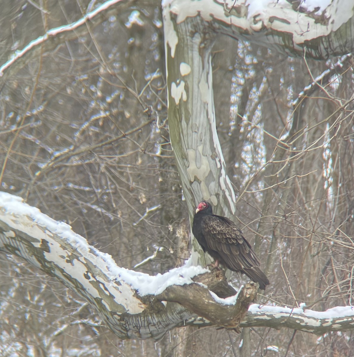 kondor krocanovitý - ML403458621