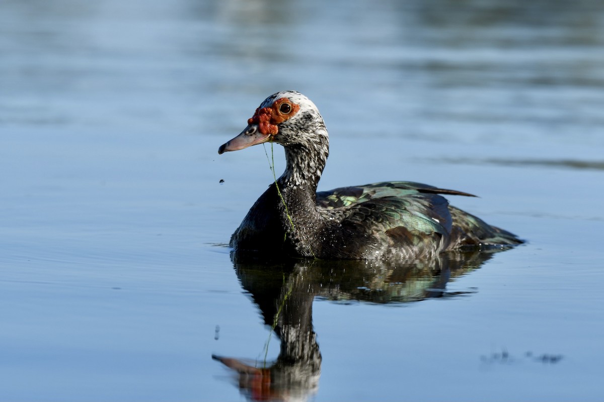 Muscovy Duck (Domestic type) - Beth Price