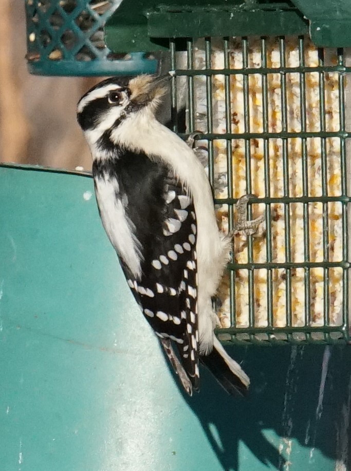 Downy Woodpecker - ML403460971