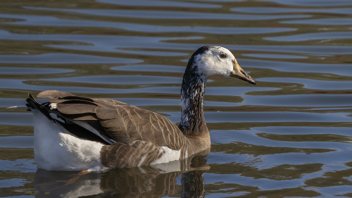 Domestic goose sp. x Canada Goose (hybrid) - Anonymous
