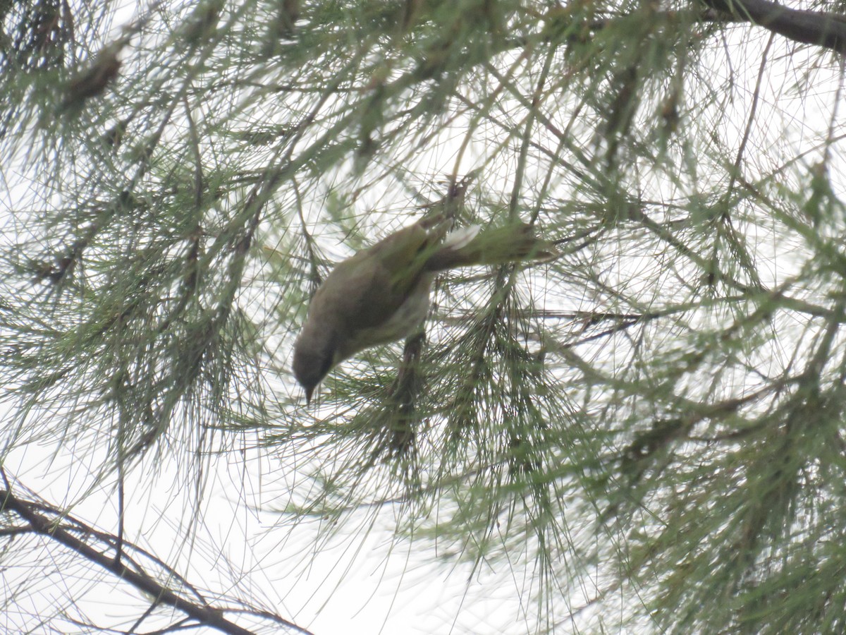 Singing Honeyeater - ML403465021