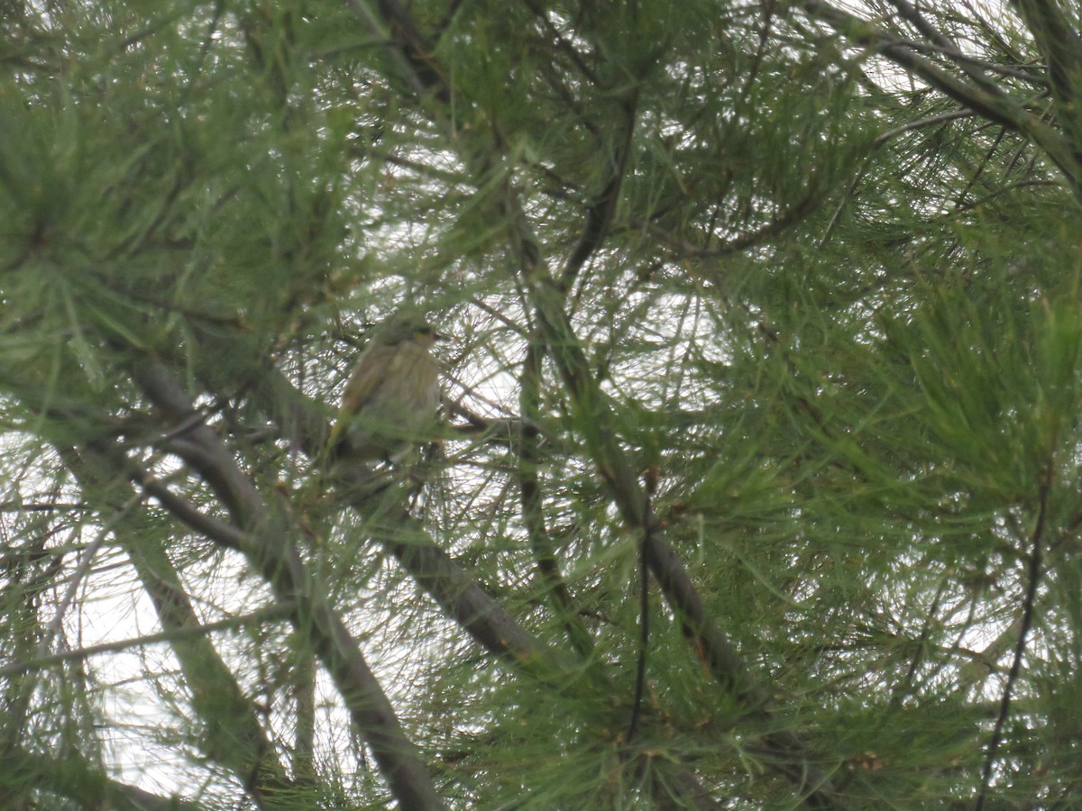 Singing Honeyeater - ML403465091