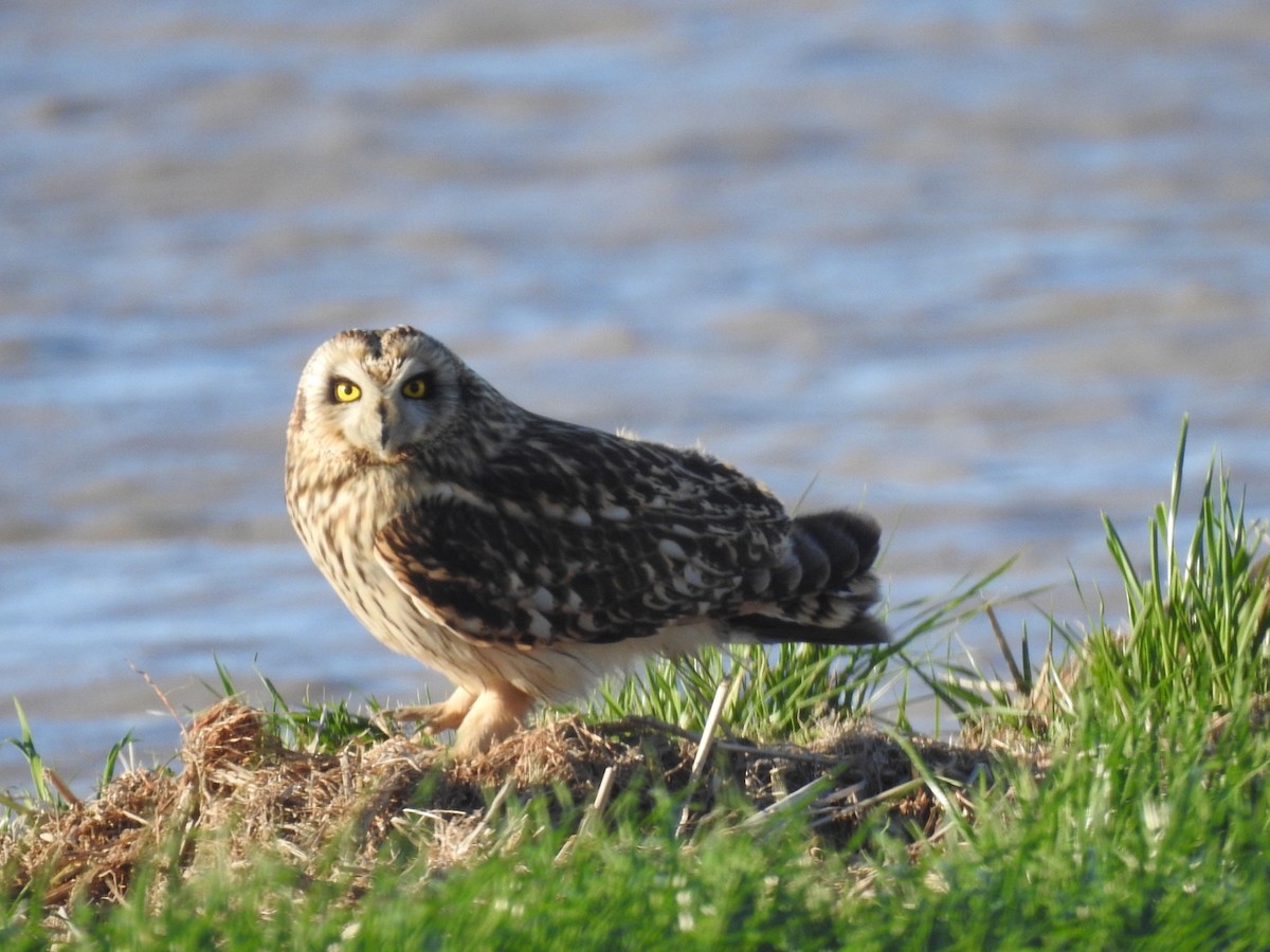 Short-eared Owl - Frank Fabbro