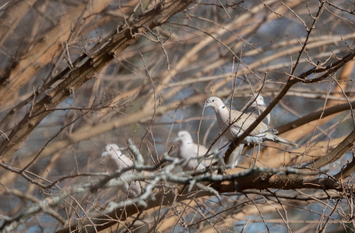 Eurasian Collared-Dove - ML403467061