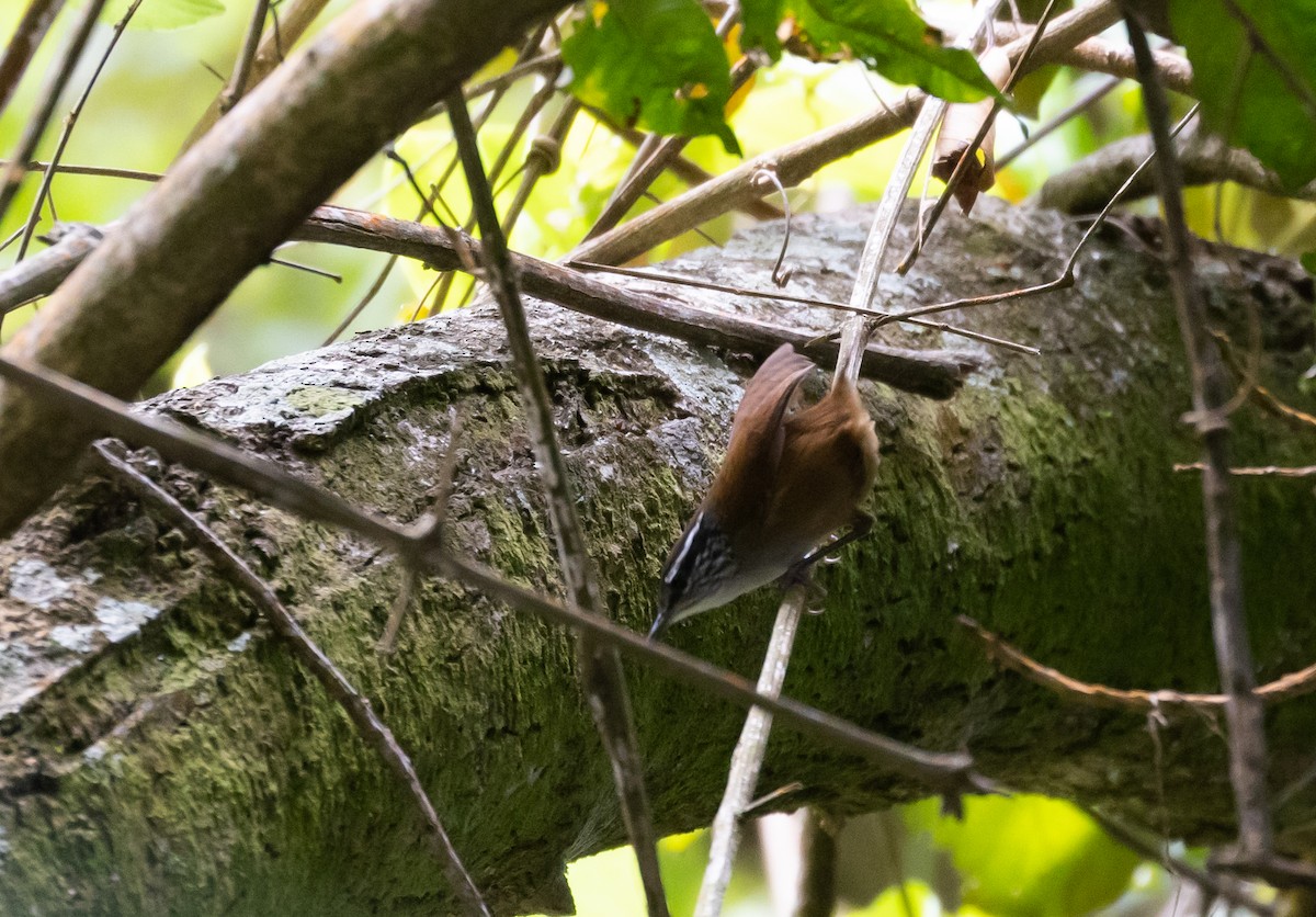 Gray-breasted Wood-Wren (bangsi) - ML403468841