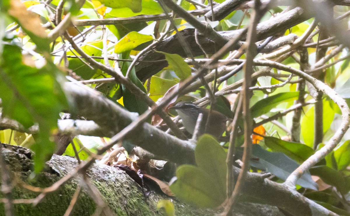 Gray-breasted Wood-Wren (bangsi) - Jay McGowan