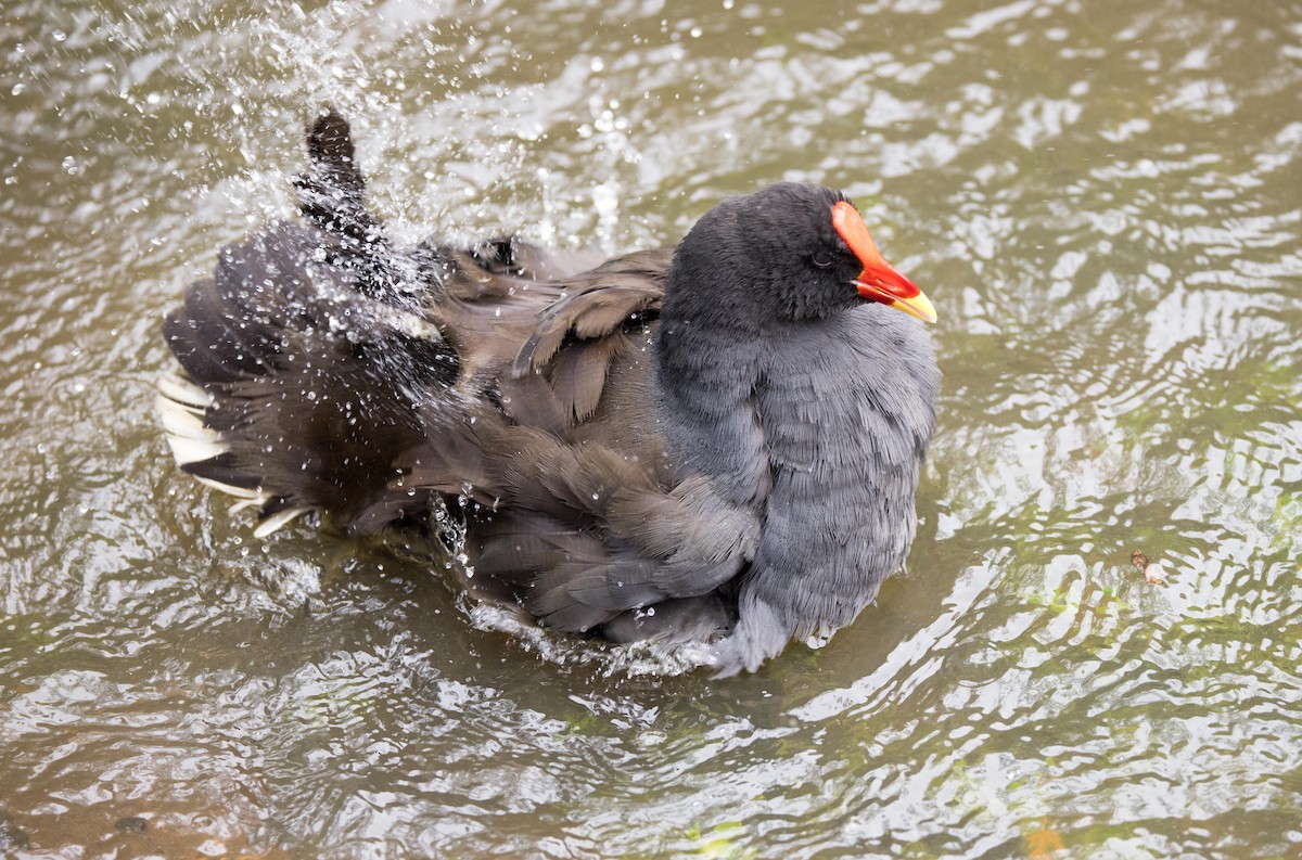 Dusky Moorhen - ML403470971