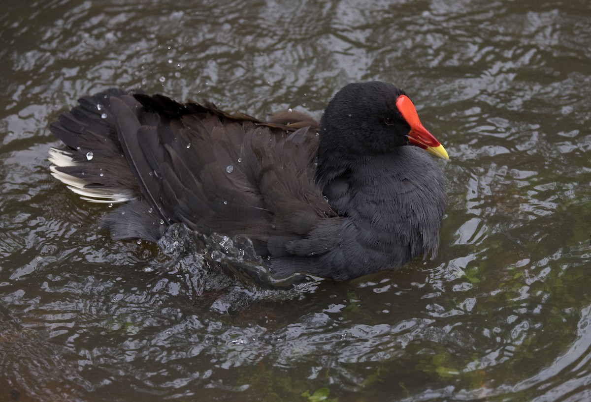 Dusky Moorhen - ML403471111