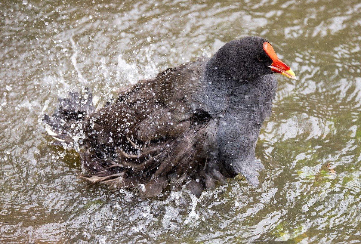 Dusky Moorhen - ML403471131