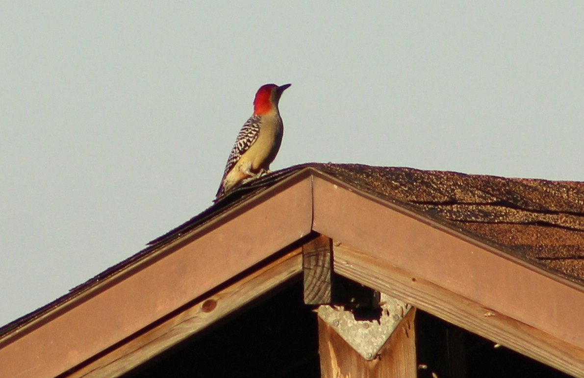 Red-bellied Woodpecker - ML403471801