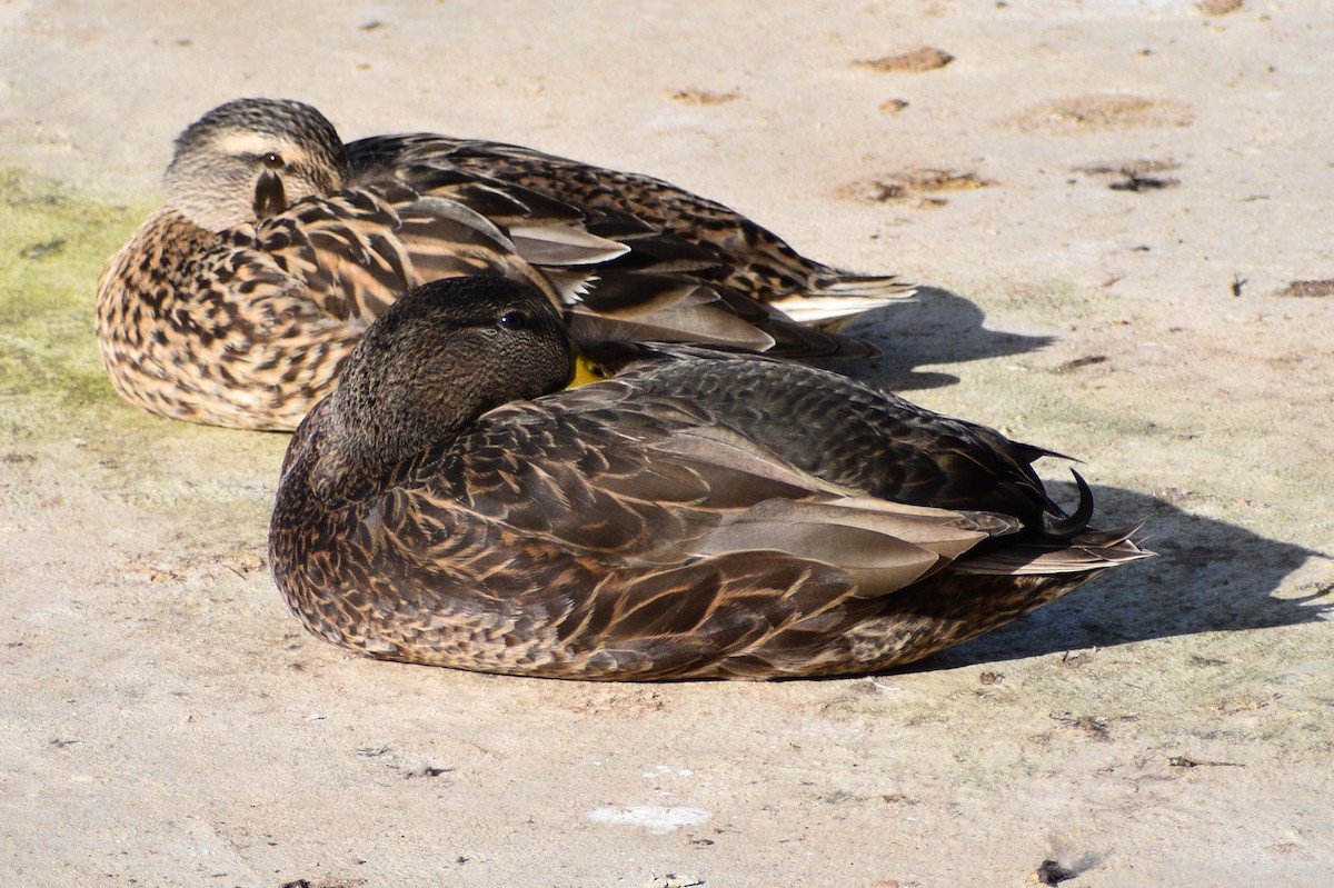 American Black Duck - Miguel  Mejias