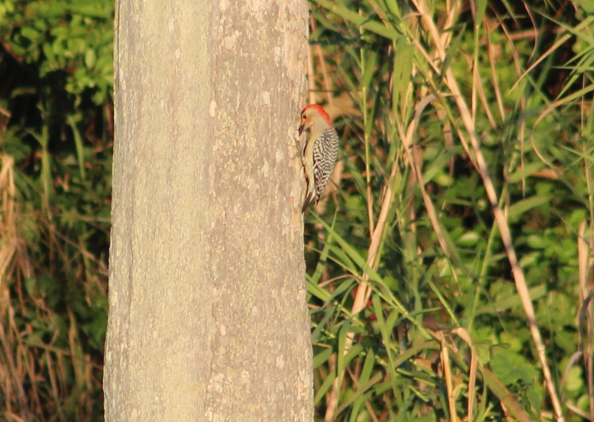 Red-bellied Woodpecker - ML403472391