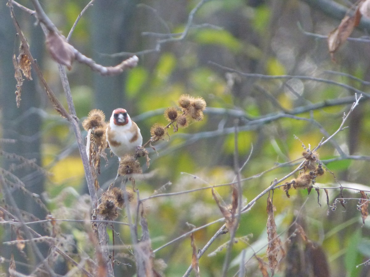 European Goldfinch - ML403473701