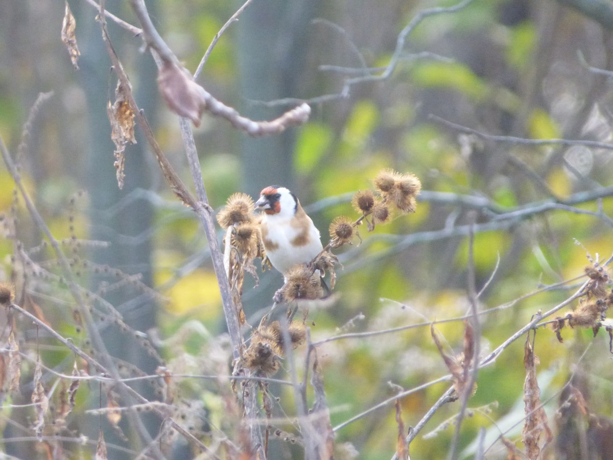 European Goldfinch - ML403473721
