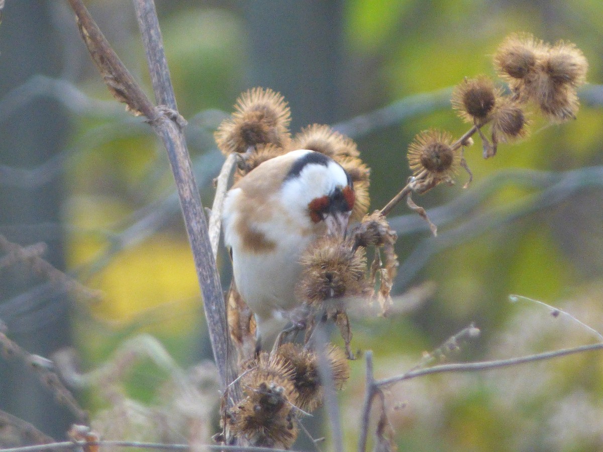 European Goldfinch - ML403473731