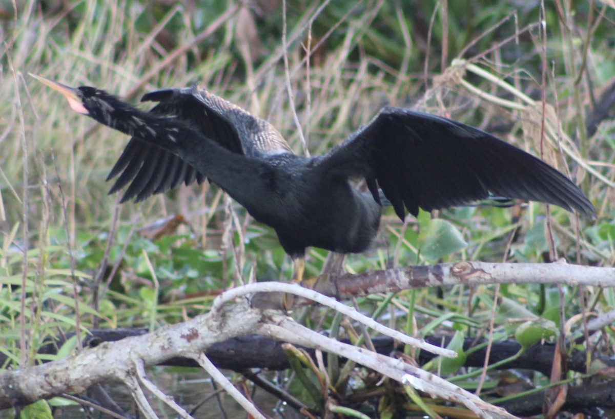 Amerika-Schlangenhalsvogel - ML403474091