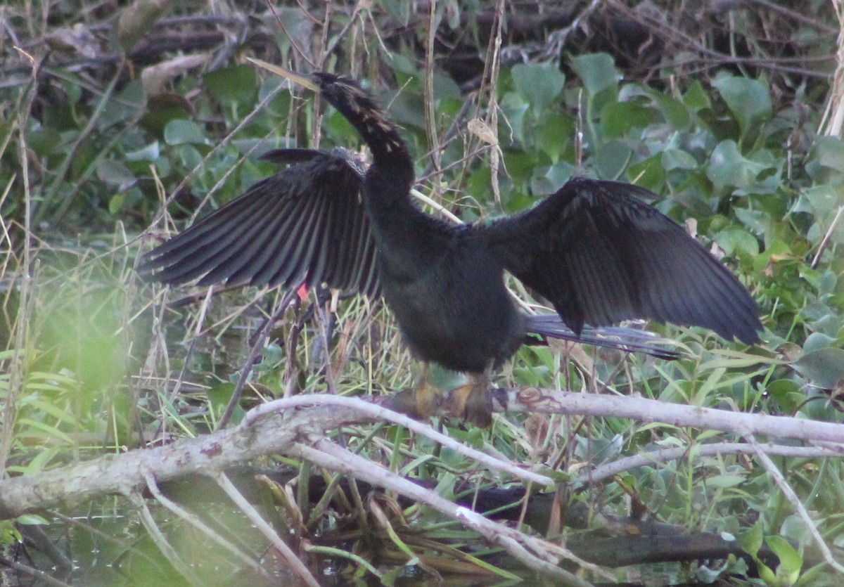 Amerika-Schlangenhalsvogel - ML403474101