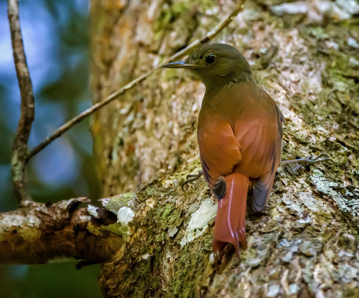 Olivaceous Woodcreeper - ML403475941